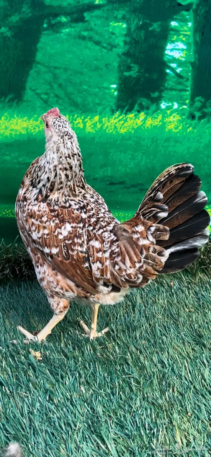 دجاج عربي ماكنتوش 40