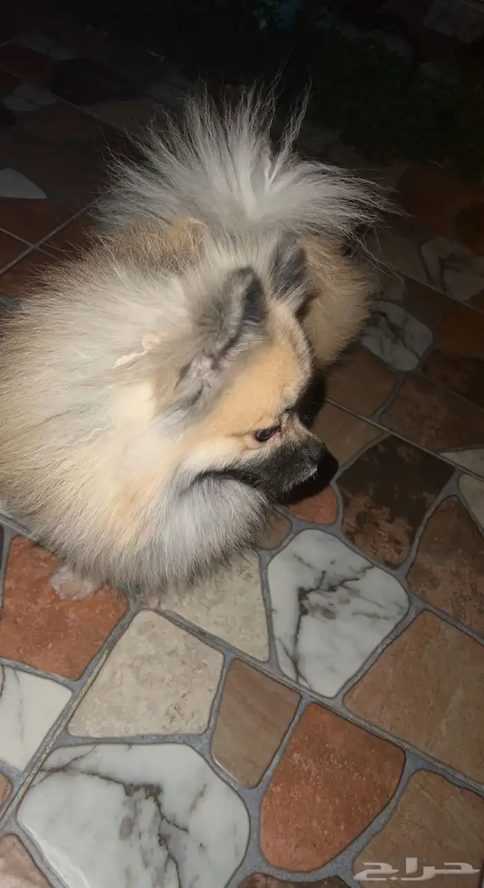 كلب بومرينيان للبيع فقط تم البيع 0
