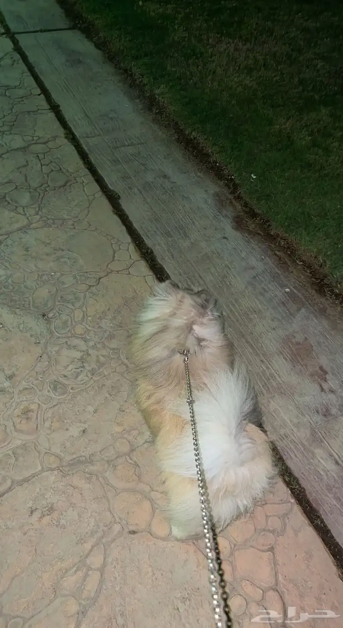 كلب بومرينيان للبيع فقط تم البيع 3