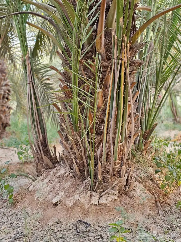 فسائل حيش صقعي 2