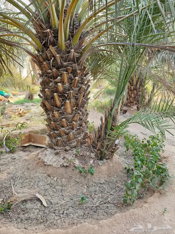 فسائل حيش صقعي 1