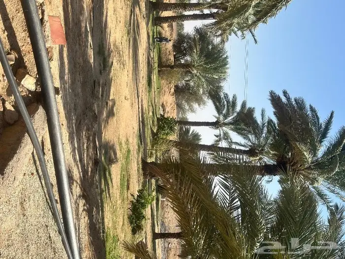 نخل طويل للبيع .. اطواله متفاوتة 6- 5 امتار 0