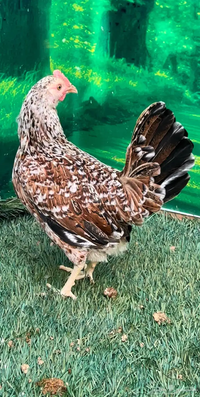 دجاج عربي ماكنتوش 55