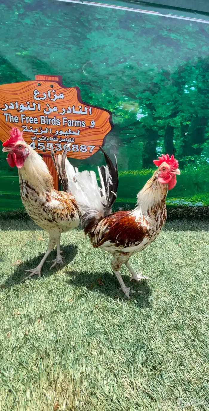 دجاج عربي ماكنتوش 20