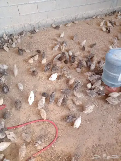 للبيع سمان بياض 0