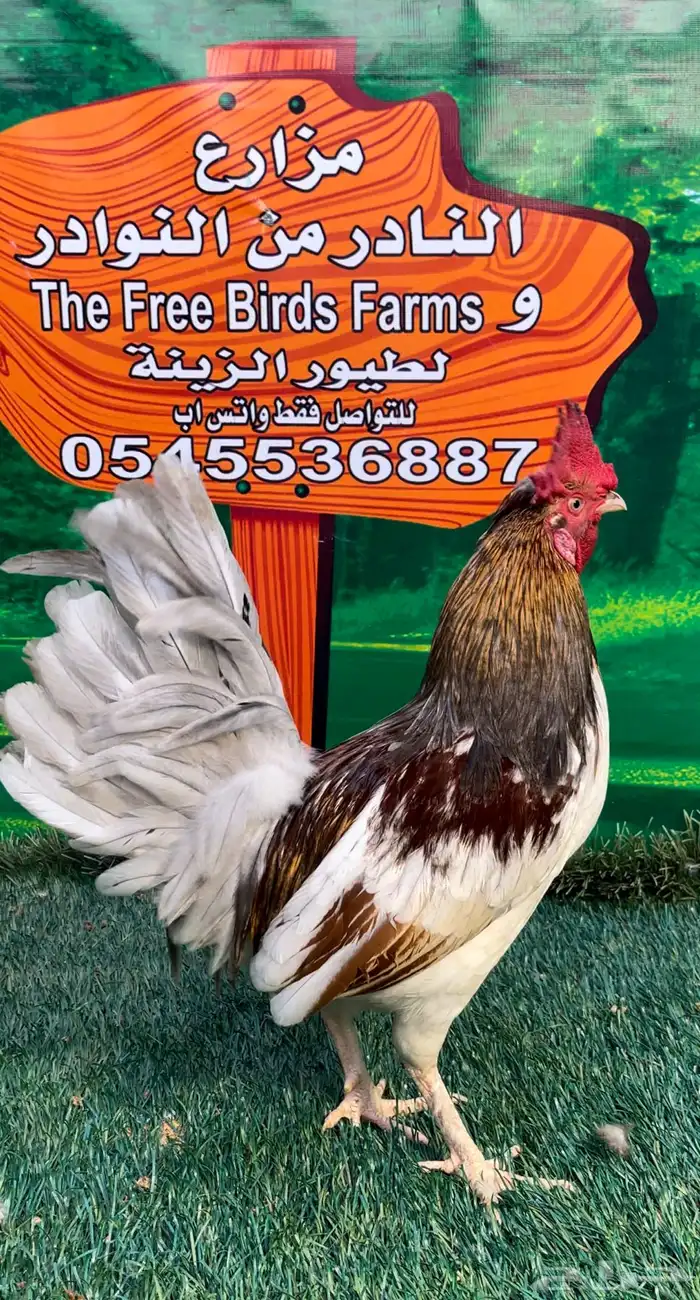 دجاج عربي ماكنتوش 81