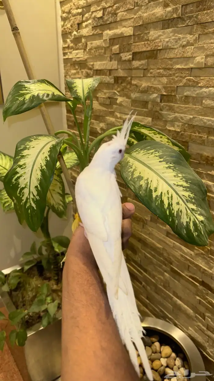 كروان البينو عيون حمراء تم بيع جعل ربي يباركلك لها يارب 1