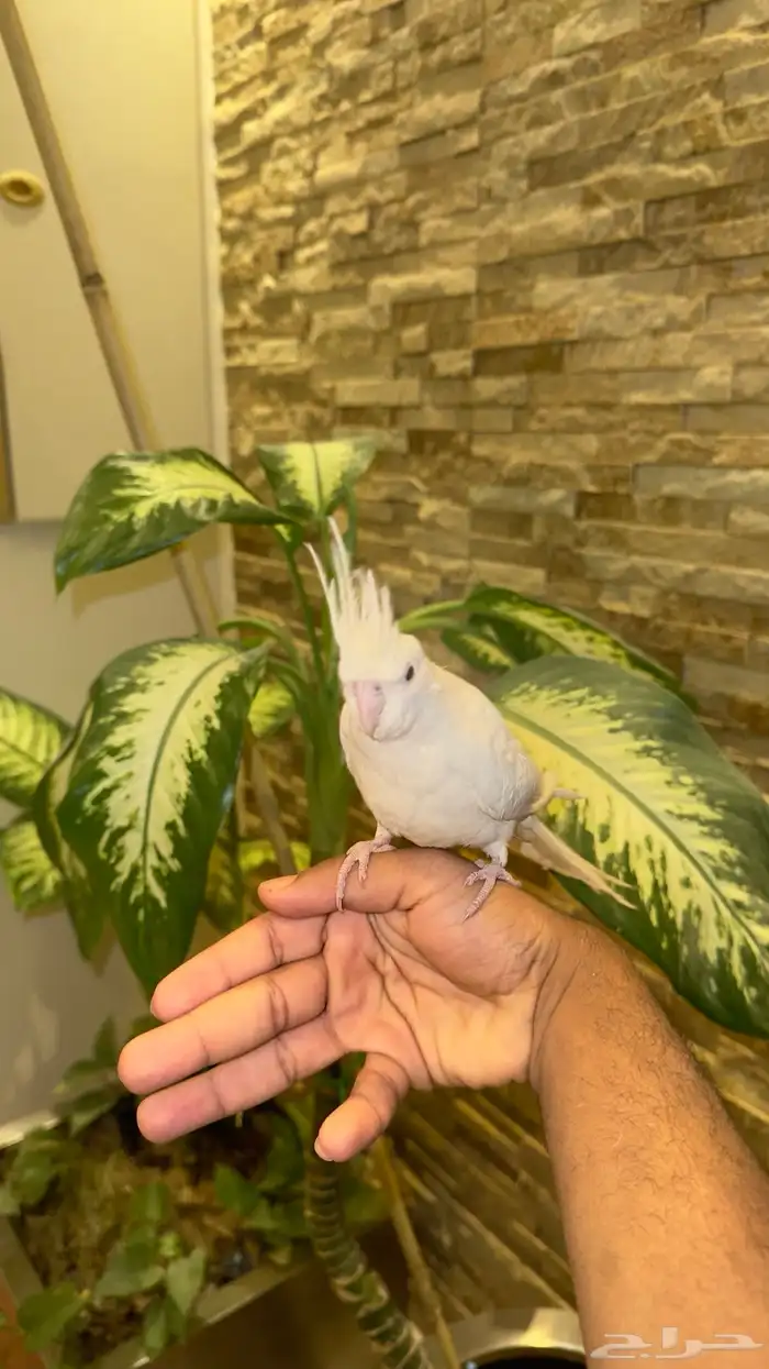 كروان البينو عيون حمراء تم بيع جعل ربي يباركلك لها يارب 2