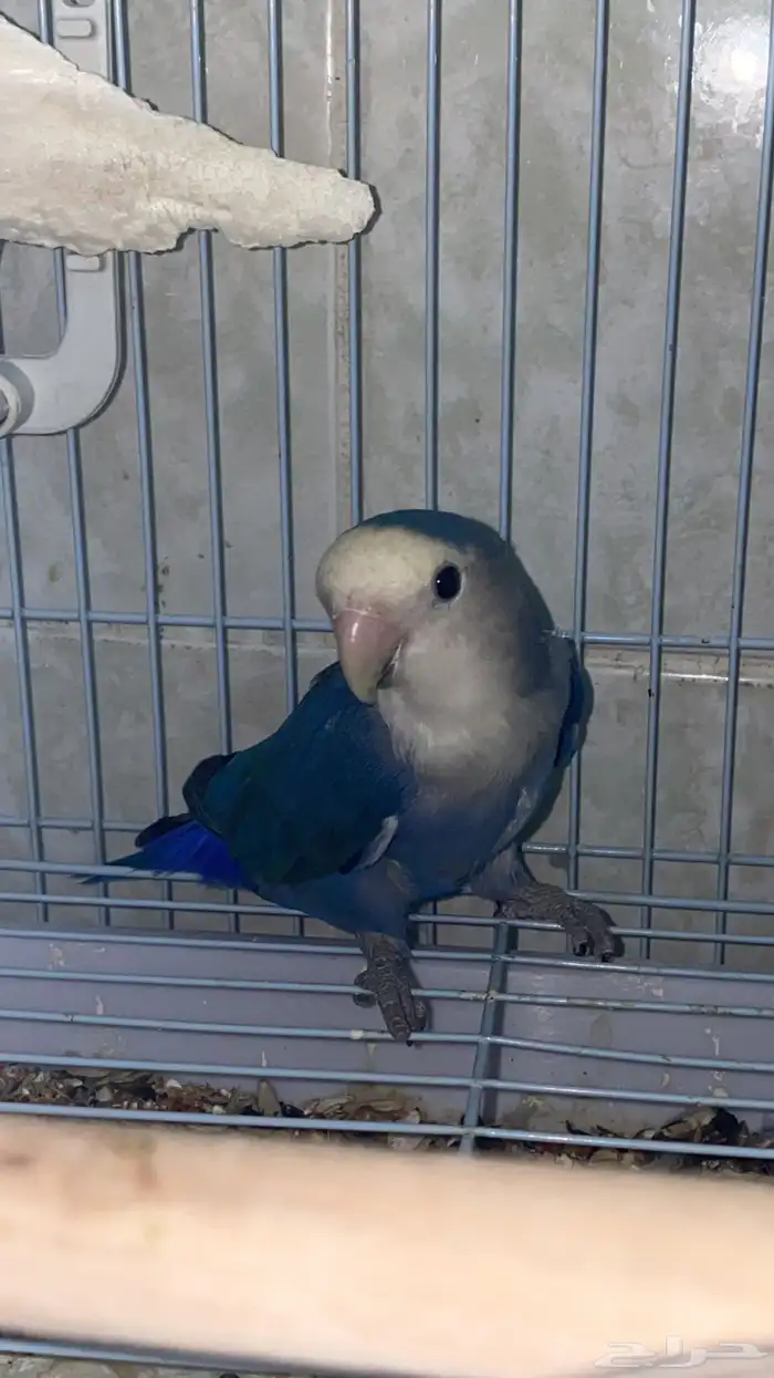 ببغاء روز 1