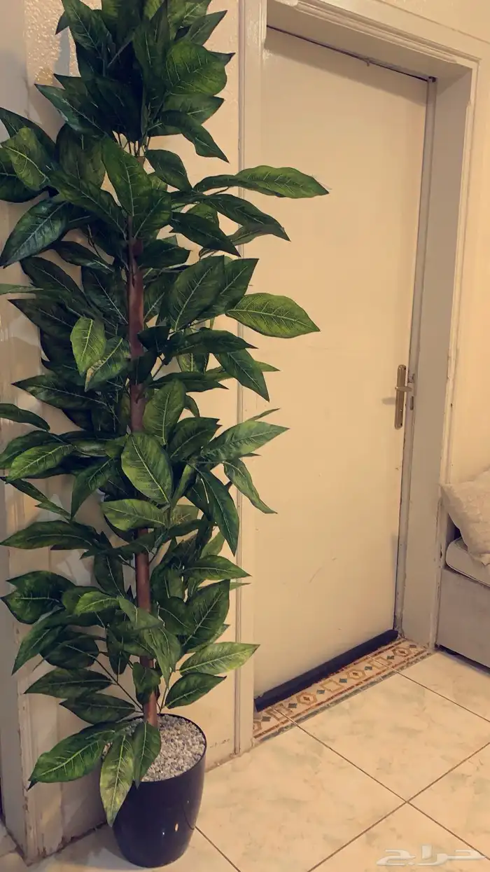 مزهريات  أشجار  اشكال متنوعة 0
