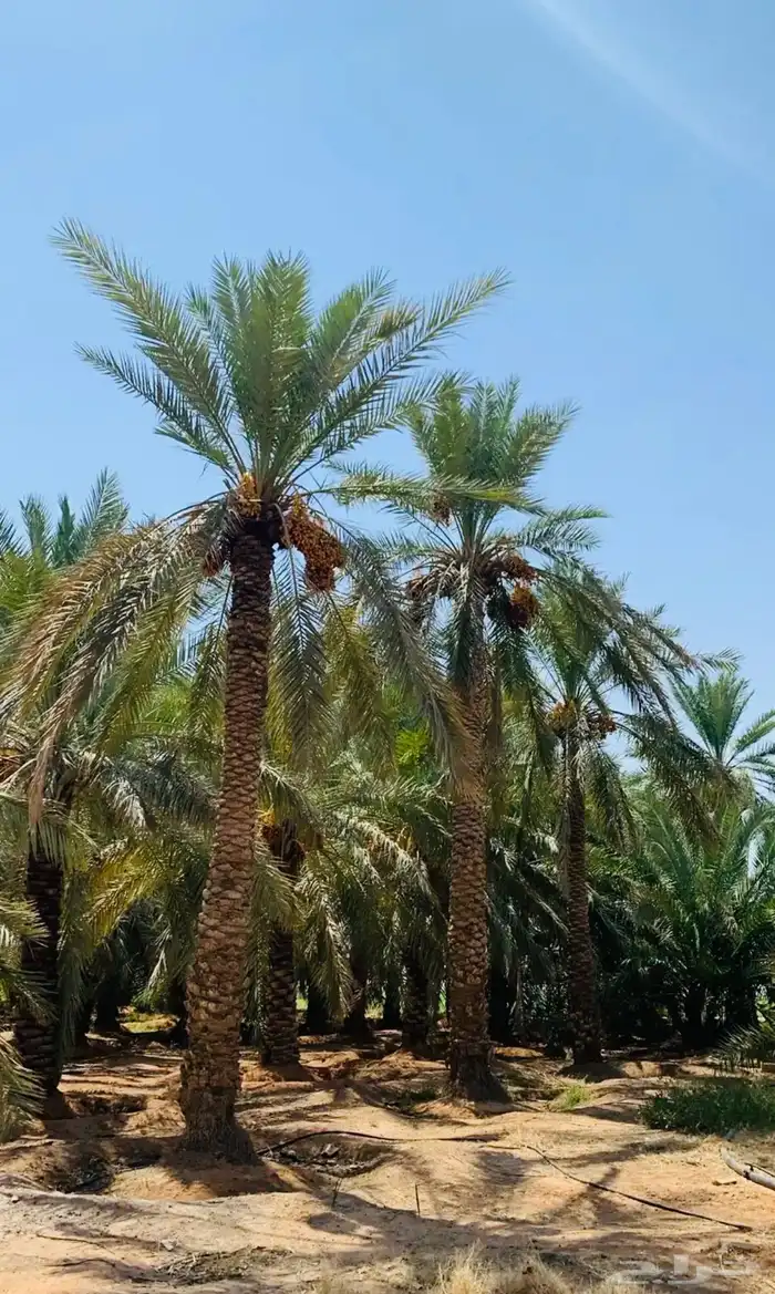 نخل عربي نخل واشنطن نخل ملوكي وبيع جميع الأشجار توريد شبوك 9