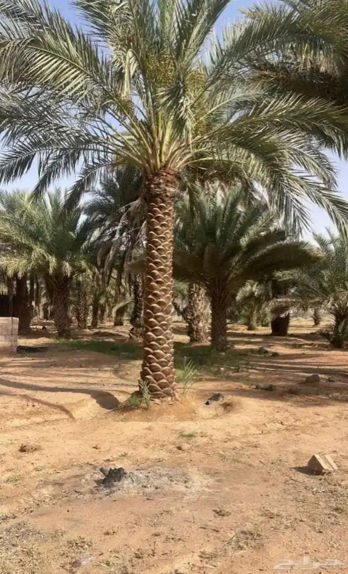 نخل عربي نخل واشنطن نخل ملوكي وبيع جميع الأشجار توريد شبوك 18