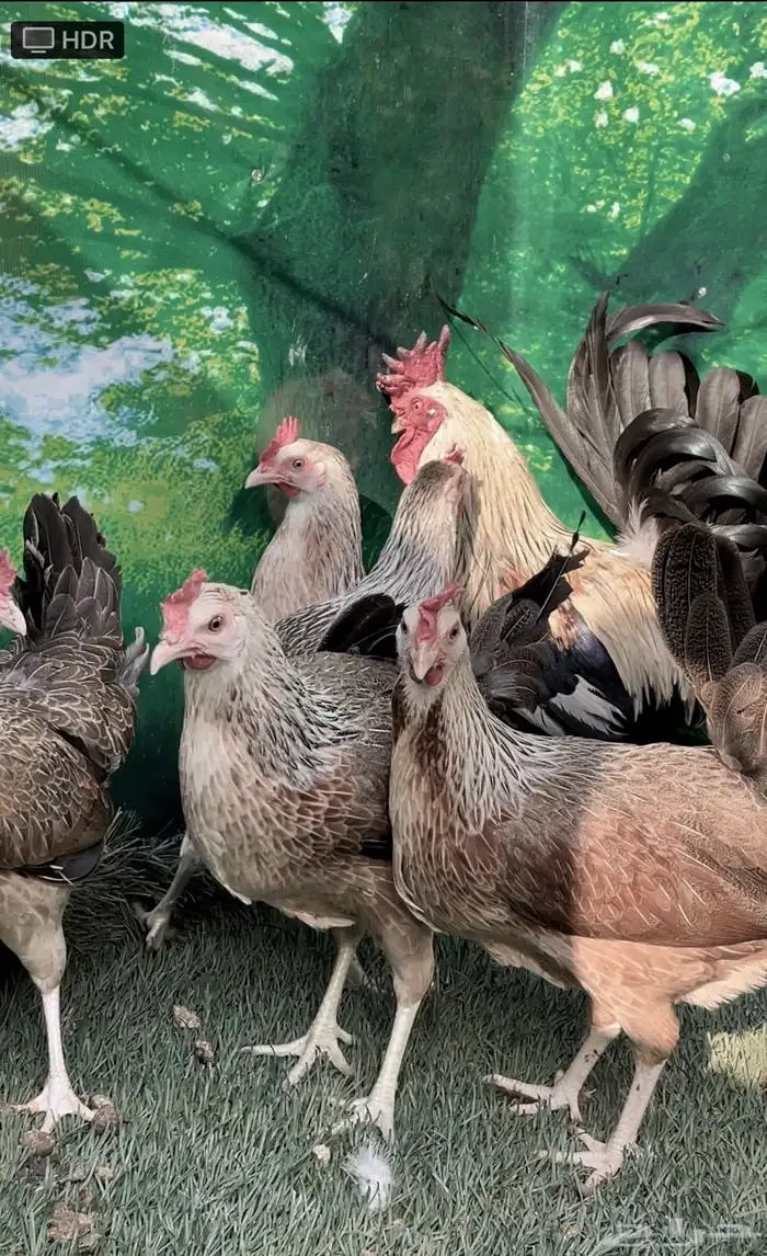 دجاج عربي اصيل ترثه شوكي 7