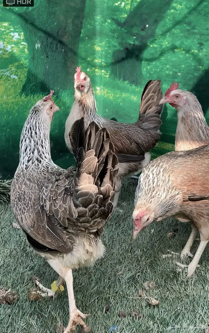 دجاج عربي اصيل ترثه شوكي 11