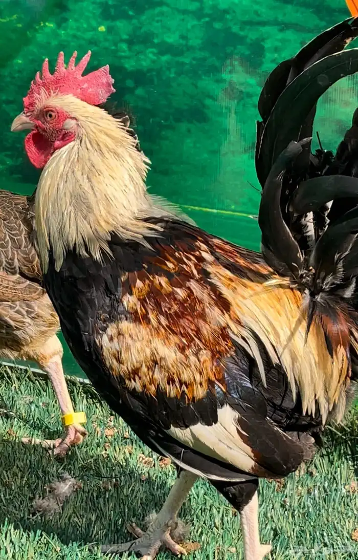 دجاج عربي اصيل ترثه شوكي 1