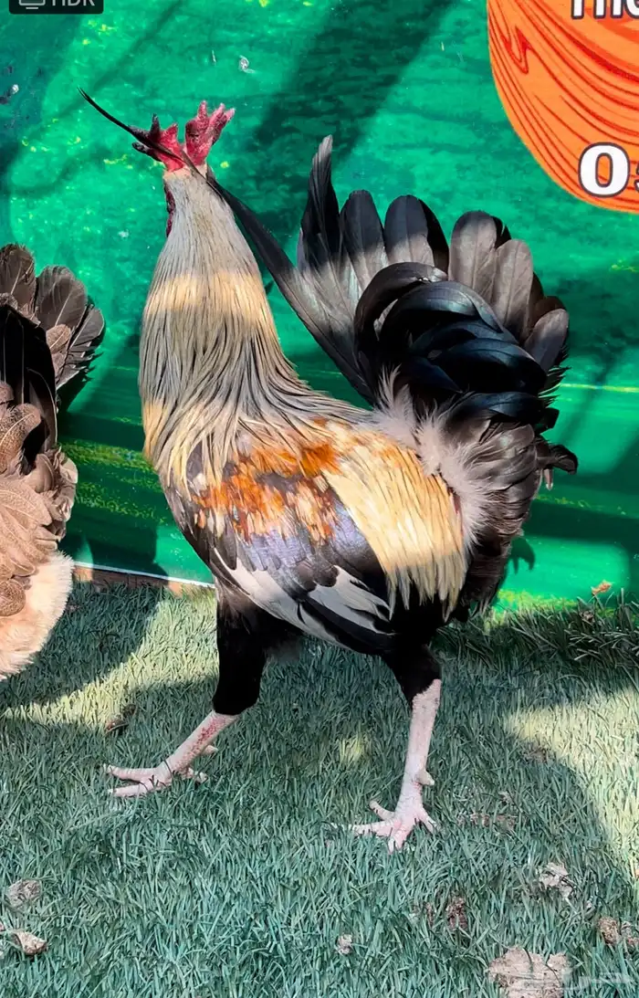 دجاج عربي اصيل ترثه شوكي 6