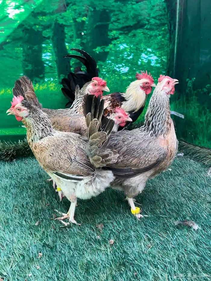 دجاج عربي اصيل ترثه شوكي 5