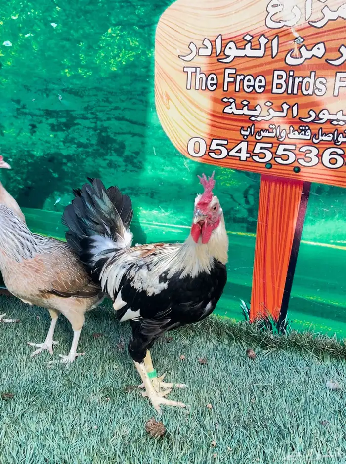 دجاج عربي اصيل ترثه شوكي 16