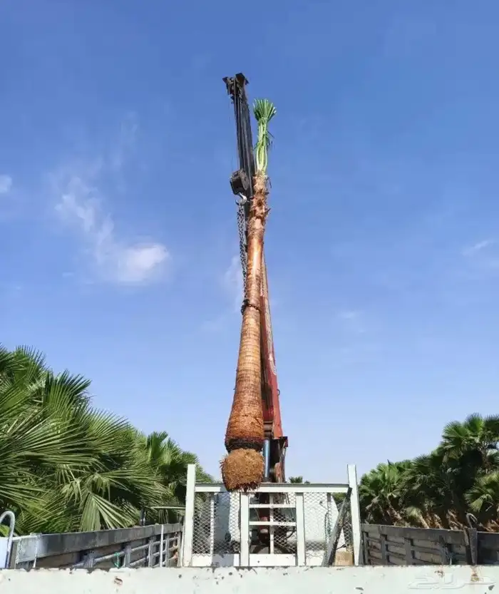 نخل عربي نخل واشنطن نخل ملوكي وبيع جميع الأشجار توريد شبوك 4