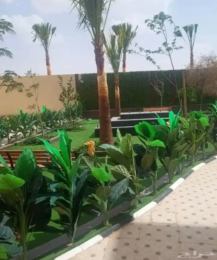 نخل عربي نخل واشنطن نخل ملوكي وبيع جميع الأشجار توريد شبوك 7