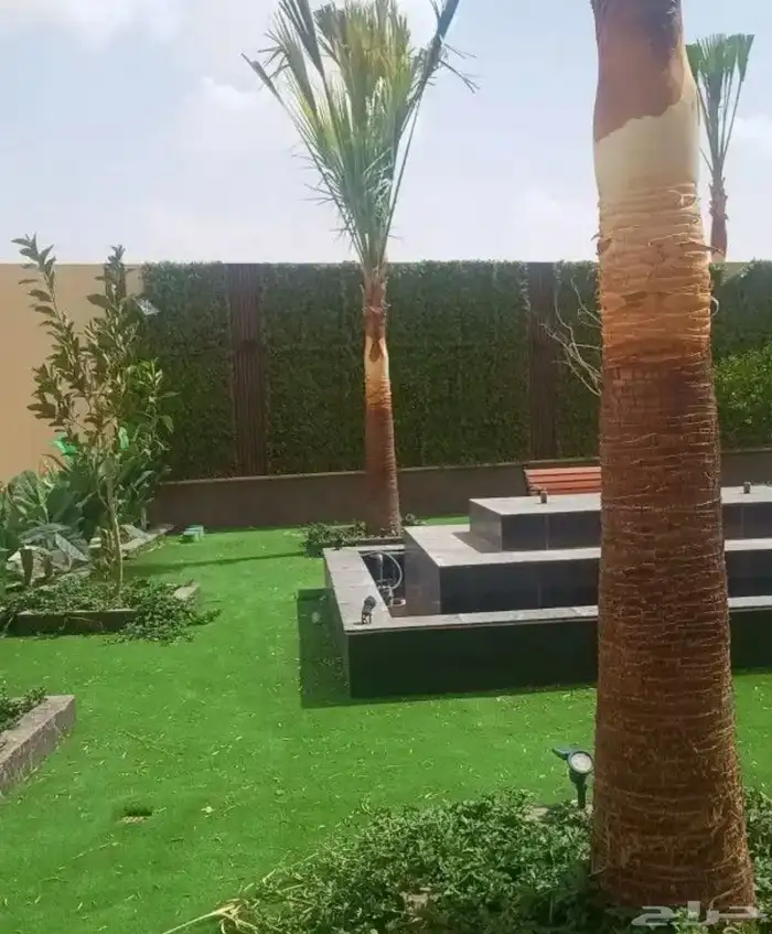 نخل عربي نخل واشنطن نخل ملوكي وبيع جميع الأشجار توريد شبوك 8