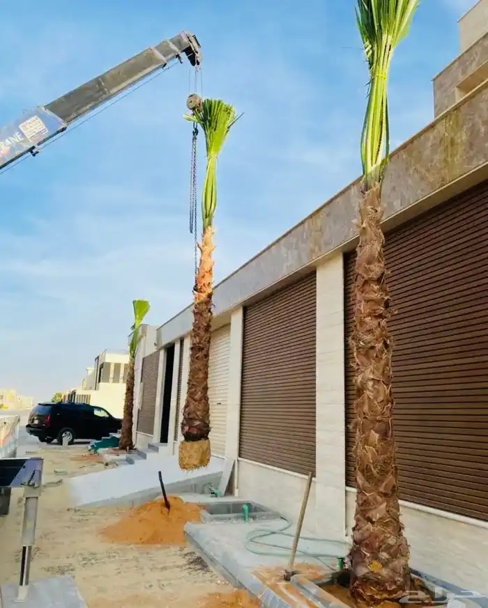 نخل عربي نخل واشنطن نخل ملوكي وبيع جميع الأشجار توريد شبوك 25