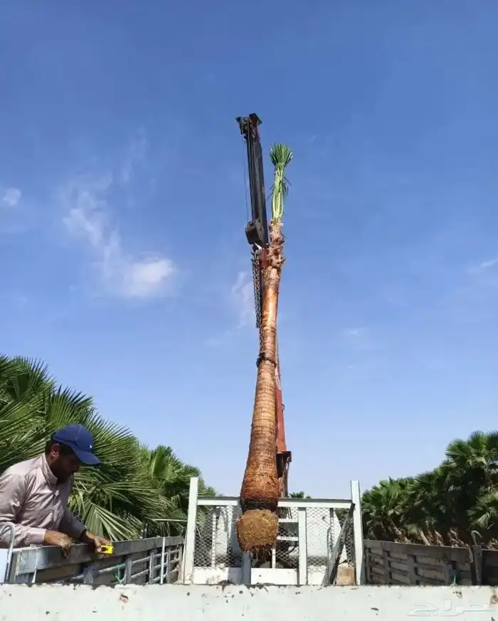 نخل عربي نخل واشنطن نخل ملوكي وبيع جميع الأشجار توريد شبوك 10