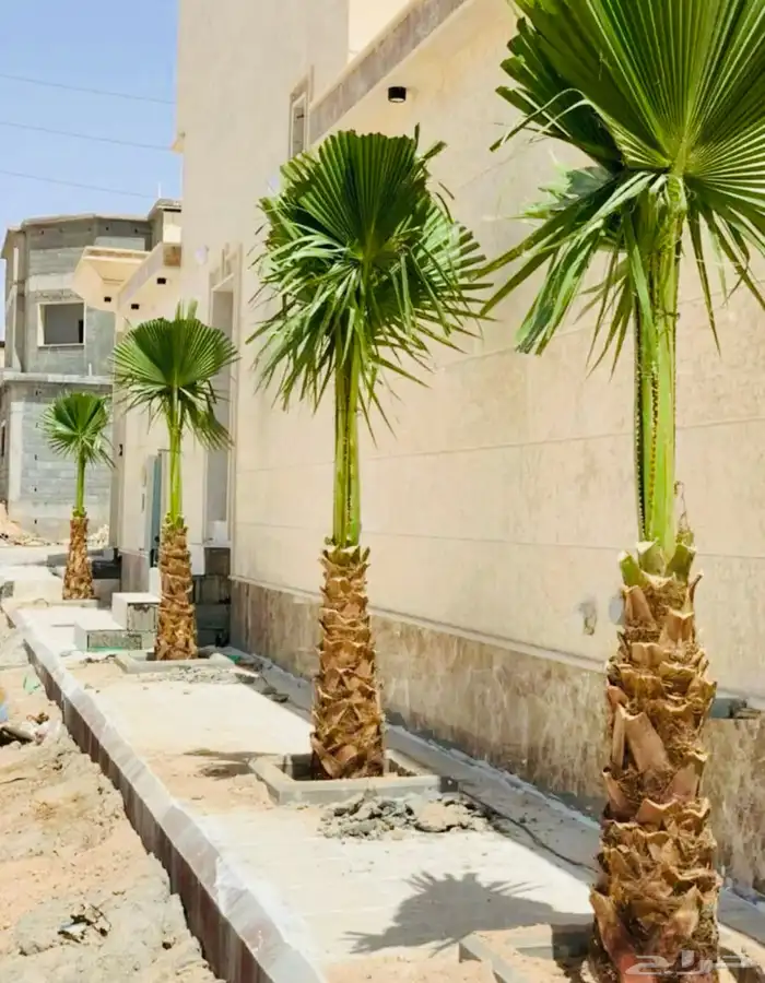نخل عربي نخل واشنطن نخل ملوكي وبيع جميع الأشجار توريد شبوك 16