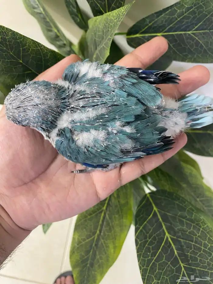 فرخ كويكر غر ( تم البيع ) 1