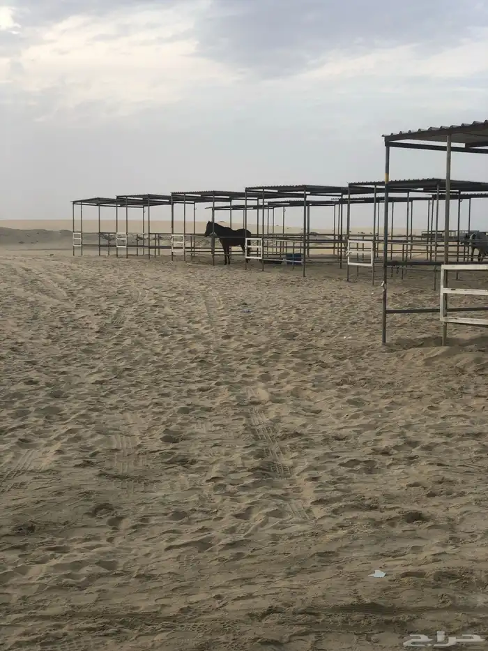 بوايك خيل للايجار شغل مرتب وعليقه طيبه 5
