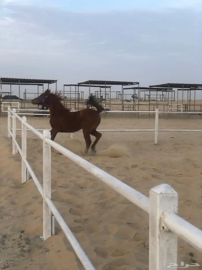 بوايك خيل للايجار شغل مرتب وعليقه طيبه 7