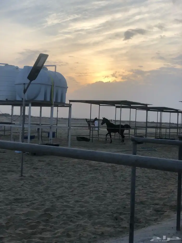 بوايك خيل للايجار شغل مرتب وعليقه طيبه 2