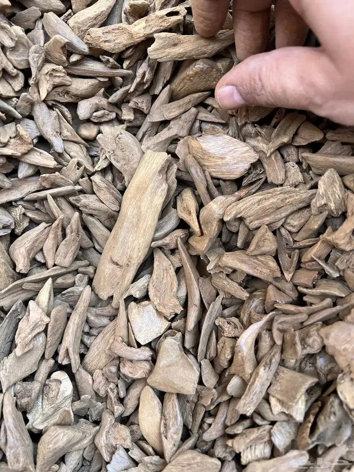 عود موروكي دبل قديم 0
