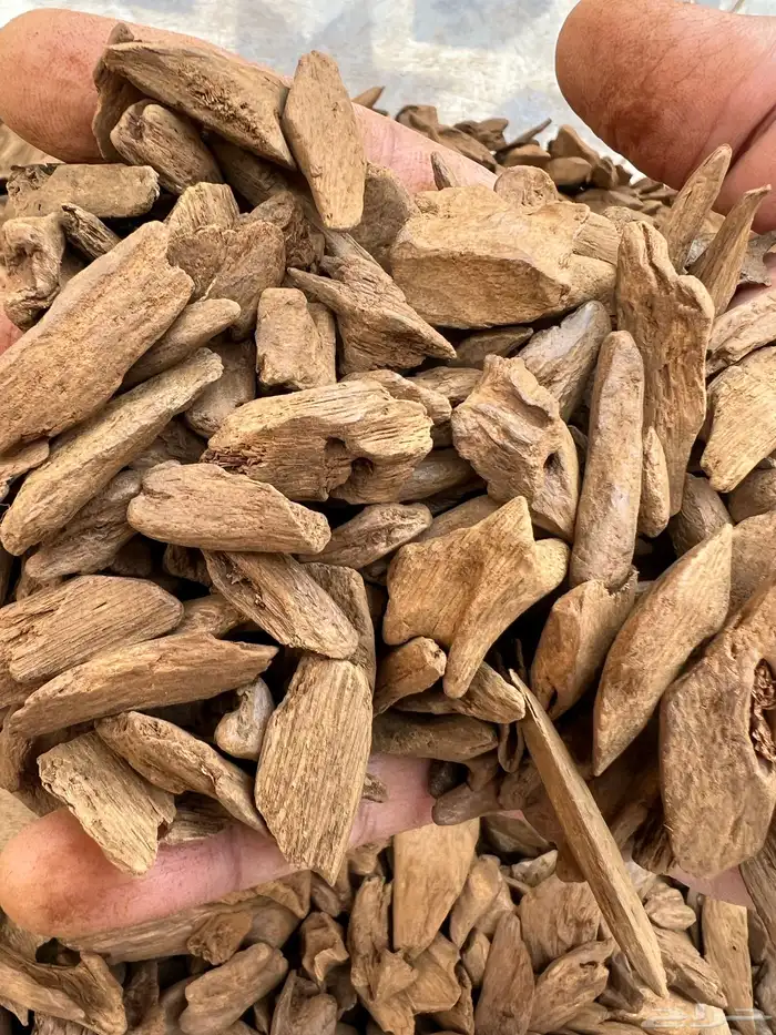 عود موروكي دبل قديم 3