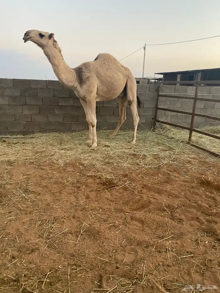 قعود كفو لقي 0