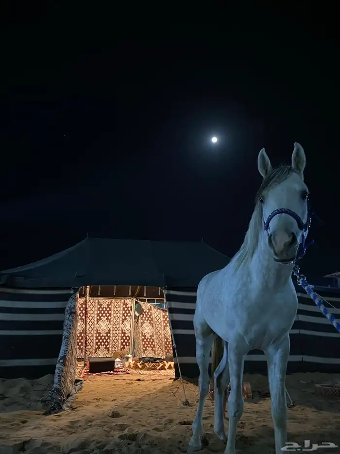 عسف وتطبيع وتدريب للخيل 3