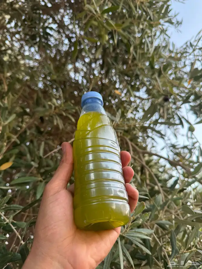 زيت زيتون الجوف 2