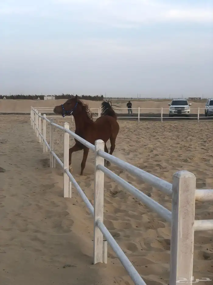 بوايك خيل للايجار شغل مرتب وعليقه طيبه 0