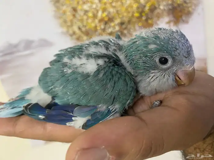 فرخ كويكر غر ( تم البيع ) 0