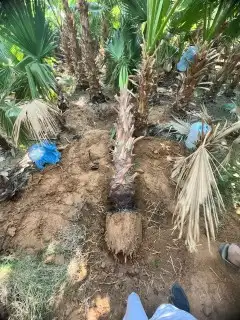 نخل وشنطونيا لزينت القصور والفلل والاستراحات والبيوت 19