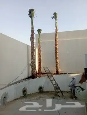 نخل وشنطونيا لزينت القصور والفلل والاستراحات والبيوت 11