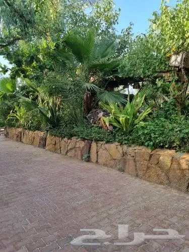 زراعة خضروات وتنسيق حدائق ونخيل وأشجار بأنواعها 3