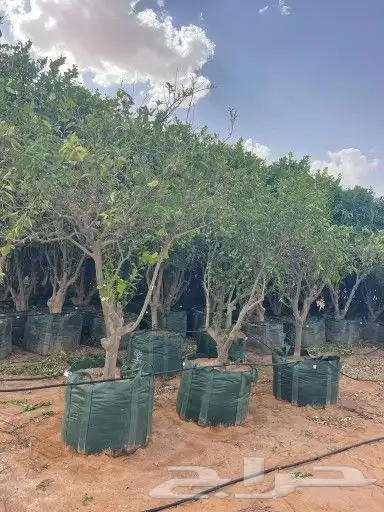 زراعة خضروات وتنسيق حدائق ونخيل وأشجار بأنواعها 1