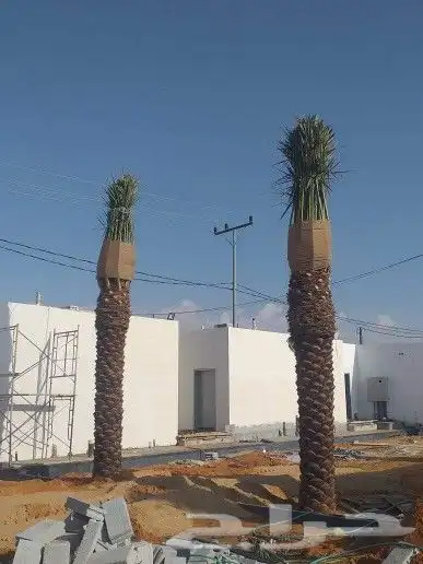 نخل عربي وواشنطونيا واشجار زيتون وسرو 1