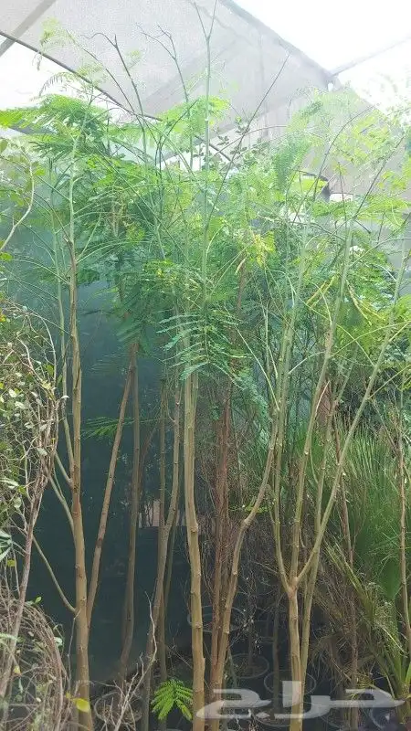 الشجار جهنميه وكرفس وياسمين جميع المشجار متوفره 8