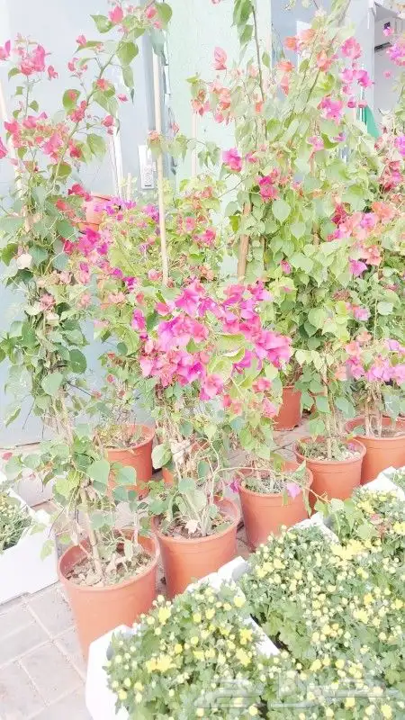 الشجار جهنميه وكرفس وياسمين جميع المشجار متوفره 6