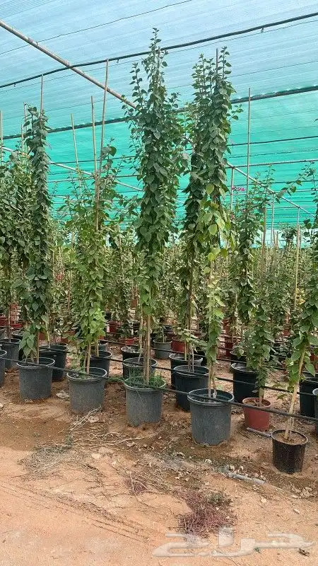 الشجار جهنميه وكرفس وياسمين جميع المشجار متوفره 9