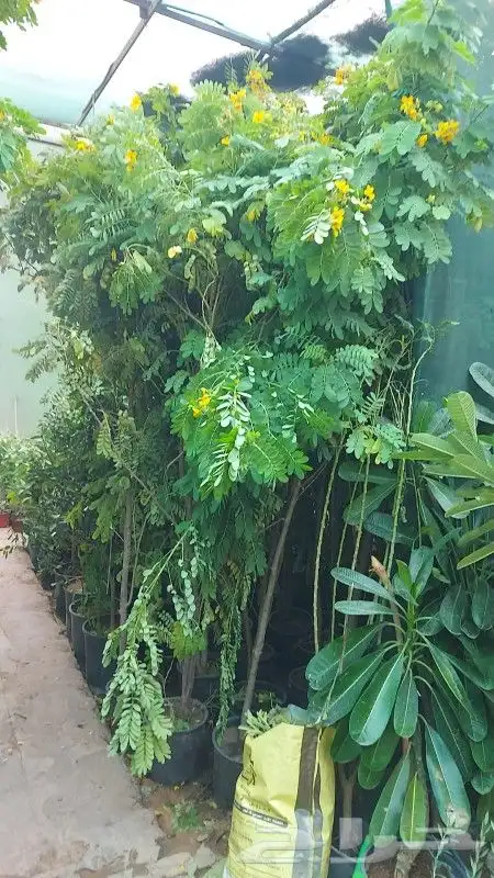 الشجار جهنميه وكرفس وياسمين جميع المشجار متوفره 4