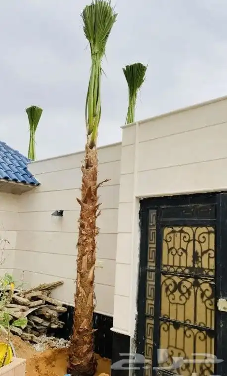 نخل عربي وواشنطونيا واشجار زيتون وسرو 4