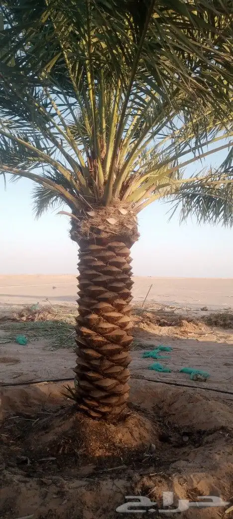 القوعيه 1